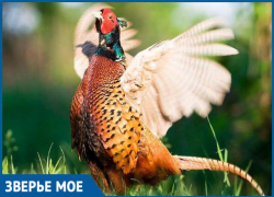 Раздолье для охотников Морозовского района: открыт сезон охоты на фазана