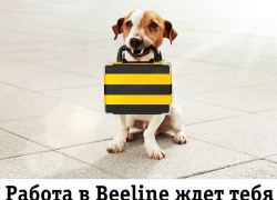 Ищешь работу? Тебе в «Билайн»! 