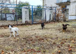 Как не спровоцировать нападение бездомных собак рассказали в администрации Морозовска