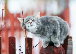 Потепление до +9 градусов обещают морозовчанам в субботу