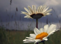 Переменную облачность и до 30 градусов тепла обещают морозовчанам в среду, 7 июля