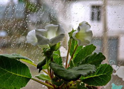 Небольшой дождь ожидает морозовчан в воскресенье, во второй половине дня