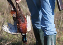 Диких птиц в Ростовской области начали отстреливать в диагностических целях