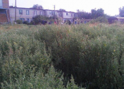 Живём в каком-то лесу, заросли по шею в районе 28-го магазина, - морозовчанка