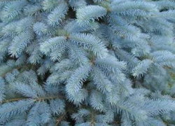 Вопрос-ответ: Почему погубили голубые ели возле бывшего орсовского универмага в Морозовске?