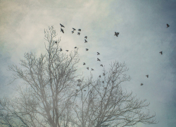 Тепло, но по-зимнему: в Морозовске ожидается целая неделя с температурой около нуля