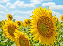 Жара в Морозовске усилится и продержится минимум до четверга