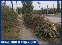 Заросли амброзии и деревьев на улице Луначарского и горы мусора возмутили морозовчанина