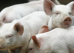 Сотрудники Россельхознадзора оштрафовали фермера из Морозовского района