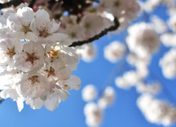 Немного теплее будет в Морозовске в пятницу, 3 апреля