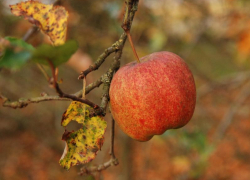 Пасмурный, но теплый день ожидается в Морозовске 17 октября