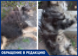 Собака и котенок умирали всю ночь, - морозовчанка рассказала о гибели своих питомцев