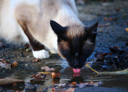 Теплую погоду без осадков обещают морозовчанам в конце недели 