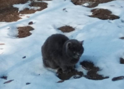 Ветреный и холодный день прогнозируют морозовчанам в четверг