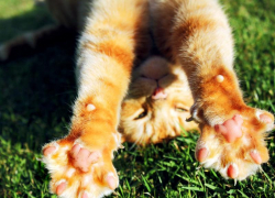 Солнечную погоду без осадков обещают морозовчанам в среду