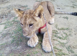 Ряд нарушений выявила прокуратура при проверке частного зоопарка в Морозовске