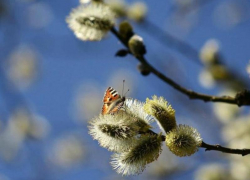 Переменная облачность и до 14 градусов тепла ожидаются в Морозовске в конце недели