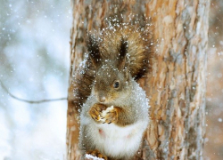 Снег вернется в Морозовск со вторника