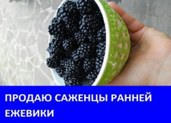 Продаются саженцы ежевики "Лох Тей"