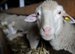 В Морозовском районе появится овцекомплекс на 4 тысячи голов