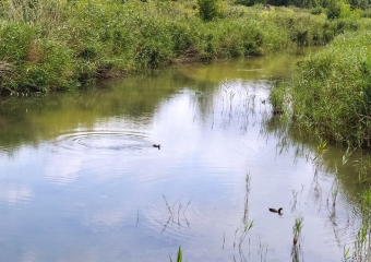 Министерство природы направило в районную администрацию информацию о мерах, необходимых для улучшения экологического состояния реки Быстрая 