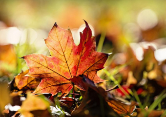 Переменную облачность и до 19 градусов тепла обещают синоптики в пятницу, 9 сентября