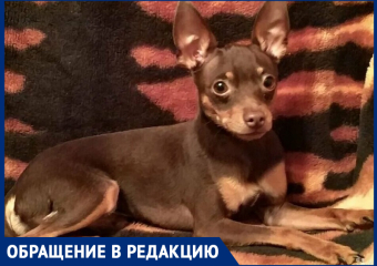 Ответьте, за что убили такую маленькую собачку? - морозовчанка нашла своего той-терьера мертвым