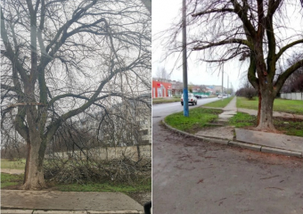 После публикации в «Блокноте» администрация отреагировала на проблему с аварийными деревьями