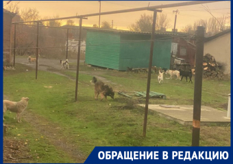 «Страшно выйти во двор»: жители Морозовска жалуются на стаю бездомных собак
