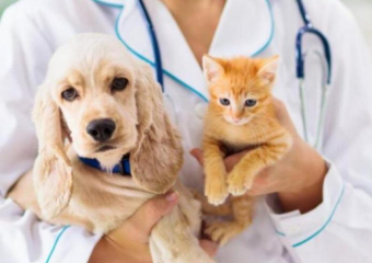 Очередной день льготной стерилизации кошек и собак пройдет в Морозовске 25 августа