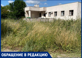 Все уже превратилось в лес! – морозовчанка о некошеной траве в микрорайоне «Тексер»