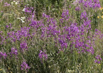 Чай буквально под ногами: что за удивительное растение можно найти в окрестностях Морозовска