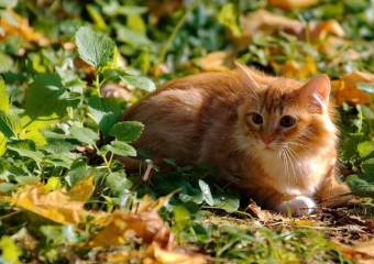 Теплая погода без осадков ожидается в Морозовске на выходных