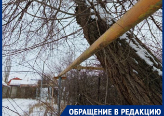 «Если рухнет - весь двор останется без газа»: морозовчане бьют тревогу из-за опасного дерева у жилого дома