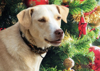 Собачий ад на Новый год: как фейерверки убивают домашних питомцев