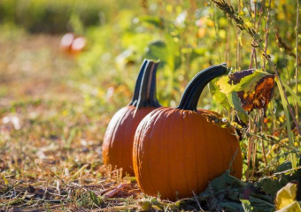 Небольшую облачность и до 22 градусов тепла обещают синоптики в субботу