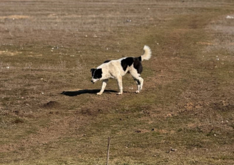 14 безнадзорных собак отловили в прошлом месяце в Морозовске