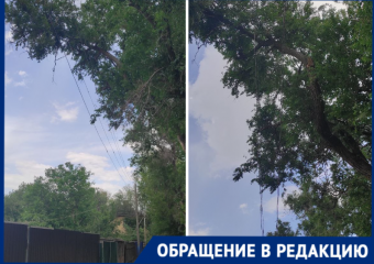 «Пока не случилась беда»: старые деревья просят спилить жители Морозовска 