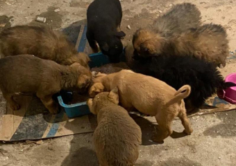 "Марафон Добрых Дел" продолжается: семья Денисовых спасла от гибели восьмерых щенят