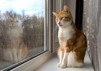 Всего до 10 градусов тепла обещают морозовчанам в субботу