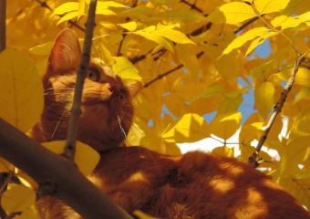 Неизменно солнечную погоду обещают синоптики и в пятницу