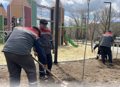 В Морозовске высадили десятки клёнов 