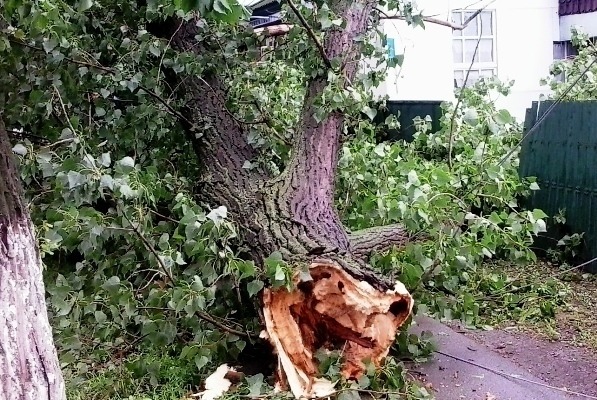 В Морозовске упавшие от разгула стихии деревья повредили во дворах заборы