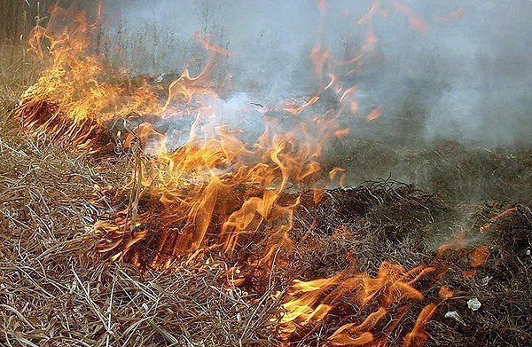 Морозовчан предупредили о штрафах до 500 тысяч рублей за выжигание стерни
