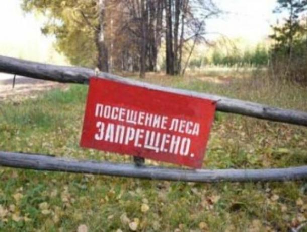 Режим ограничения пребывания граждан в лесах Ростовской области продлили до 10 сентября