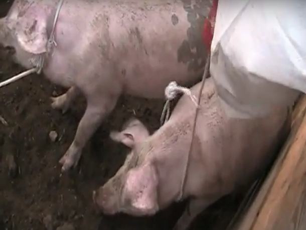 Появилось видео о ликвидации очага африканской чумы свиней в Морозовском районе