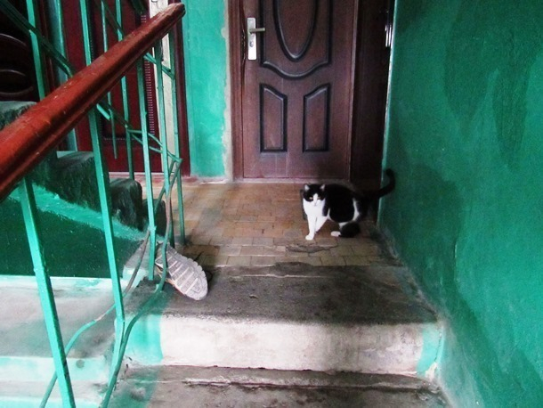 В трагедии с трупами женщины и двоих мужчин в Морозовске выжила лишь кошка