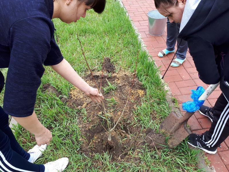 Около сорока саженцев кустарников и деревьев высадил детский сад «Жемчужинка» в День древонасаждения в Морозовске