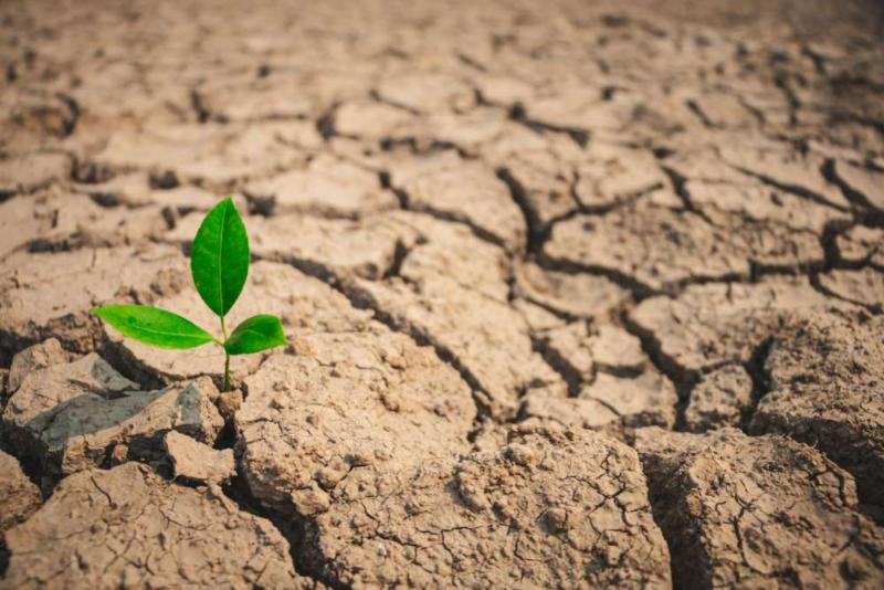 Почвенная засуха в Морозовском районе может привести к снижению урожайности пропашных культур
