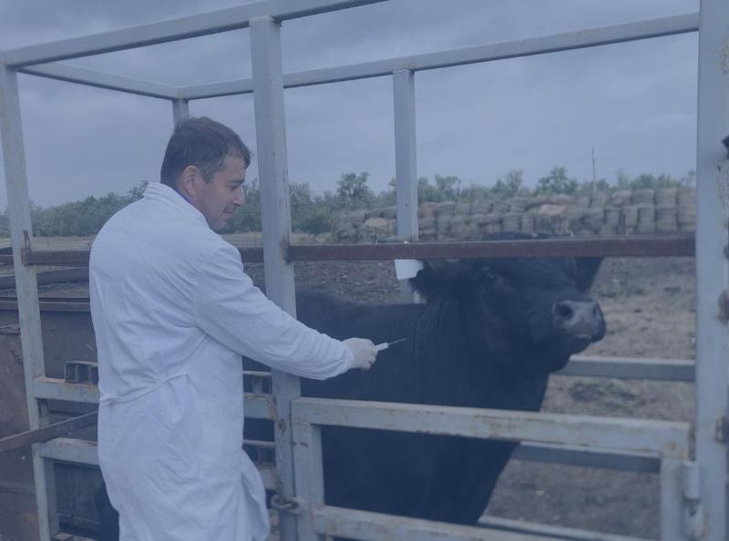 В Морозовском районе завершили вакцинацию животных против ящура, бешенства и других опасных болезней